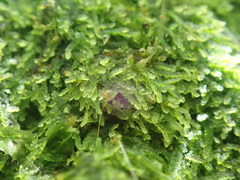 Zoopsis argentea