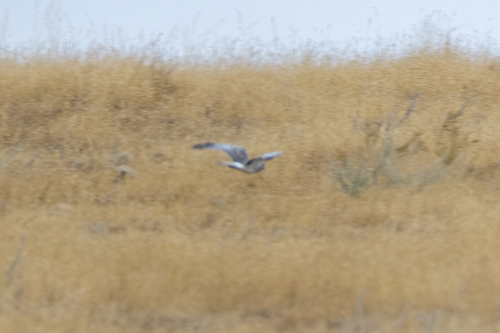 iNaturalist observation photo of Northern Harrier