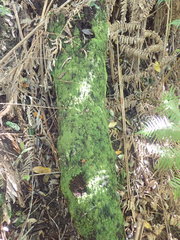 Zoopsis argentea