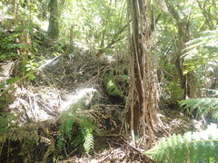 Zoopsis argentea