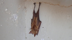 Macronycteris vittatus