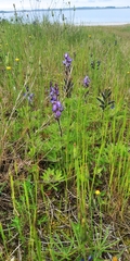 Lupinus gibertianus