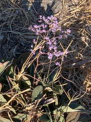 Limonium hirsuticalyx