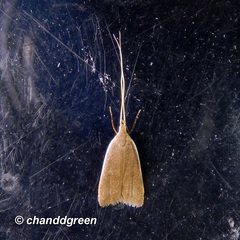 Homaloxestis multidentalis