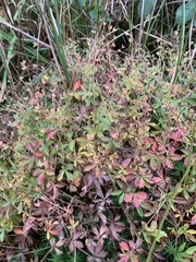 Potentilla anglica
