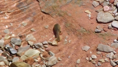 Hyla arenicolor