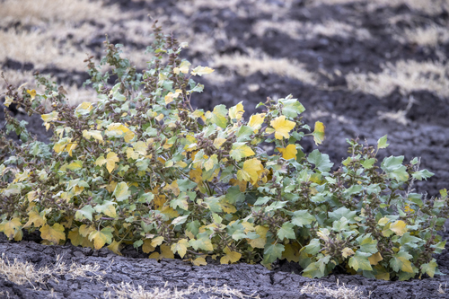 iNaturalist observation photo of rough cocklebur