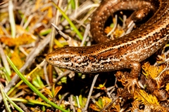 Oligosoma burganae