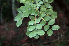 Ceratonia siliqua