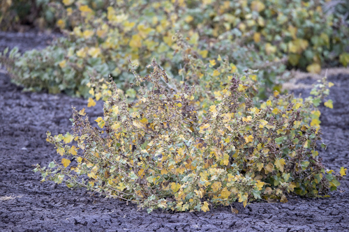 iNaturalist observation photo of rough cocklebur