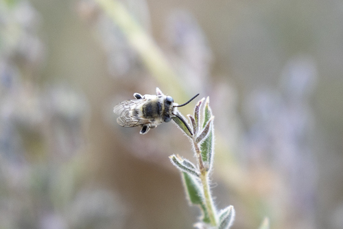 iNaturalist observation photo of Urbane Digger Bee
