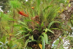 Maxillaria tenuifolia