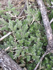 Selaginella sellowii