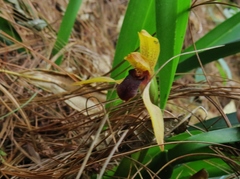 Maxillaria cucullata