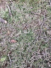 Selaginella sellowii