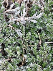 Selaginella sellowii