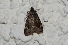 Aglossa cacamica