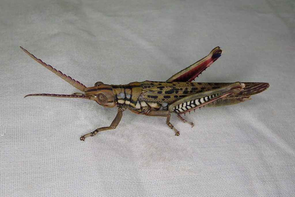 Gaudy Acacia Grasshopper