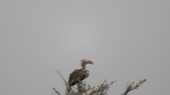 Tockus damarensis