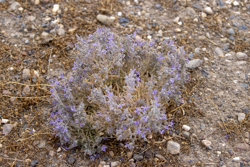 iNaturalist observation photo of Vinegar Weed