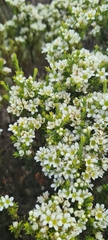 Diosma aspalathoides