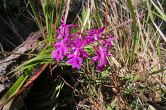 Epidendrum myrianthum