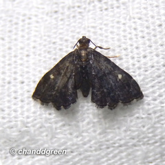 Drosophantis caeruleata