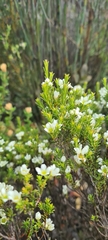 Diosma aspalathoides