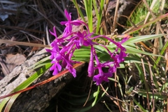 Epidendrum myrianthum