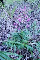 Epidendrum myrianthum