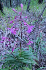 Epidendrum myrianthum
