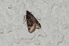 Aglossa cacamica