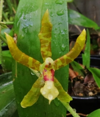 Oncidium stenoglossum