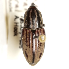 Sphenophorus australis