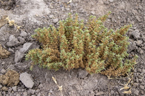 iNaturalist observation photo of Plants