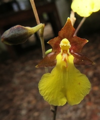 Oncidium graminifolium