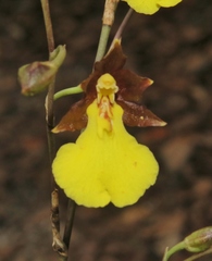 Oncidium graminifolium
