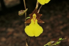Oncidium graminifolium