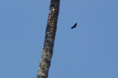 Coragyps atratus