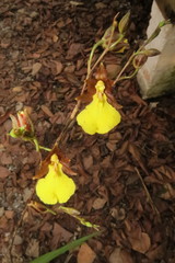Oncidium graminifolium