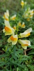 Linaria vulgaris