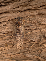 Cicada mordoganensis