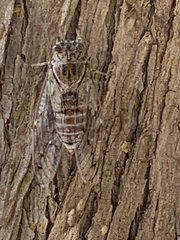 Cicada mordoganensis