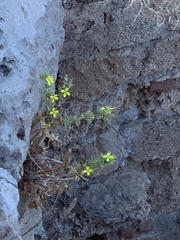 Lactuca acanthifolia