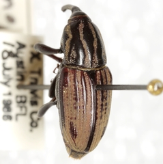 Sphenophorus australis
