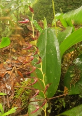 Stelis megachlamys