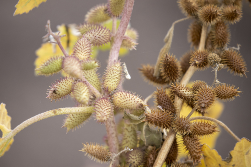 iNaturalist observation photo of rough cocklebur