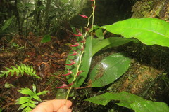 Stelis megachlamys