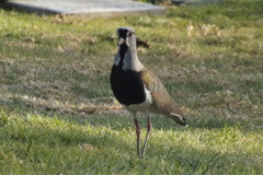 Vanellus chilensis