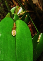 Pleurothallis matudana